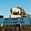 brahman bull yeppen rockhampton1